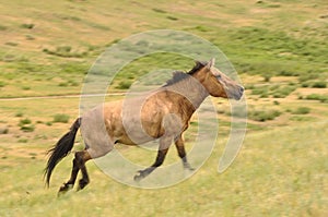 An endangered stallion wild horse in Mongolia photo