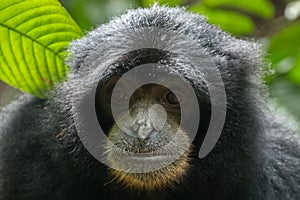 Endangered Sumatran lar gibbon Hylobates lar vestitus, in Gunung Leuser National Park, Sumatra, Indonesia.