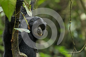 Endangered Sumatran lar gibbon Hylobates lar vestitus, in Gunung Leuser National Park, Sumatra, Indonesia. photo