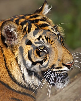 Endangered Sumatran Tiger