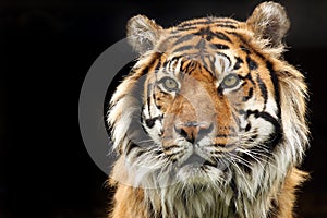 Endangered Sumatran Tiger photo