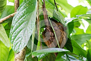 Endangered Tarsier in Bohol, Philippines