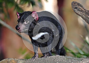 Endangered tasmanian devil