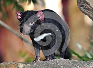 Endangered tasmanian devil photo