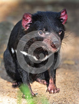 Endangered tasmanian devil