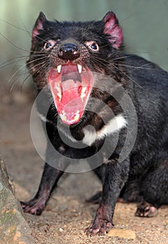 Endangered tasmanian devil photo