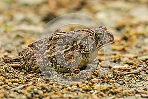 Endangered and Threatened Fowler`s Toad in dirt