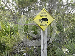 Endangered Threatened Gopher Tortoise Crossing Sign photo