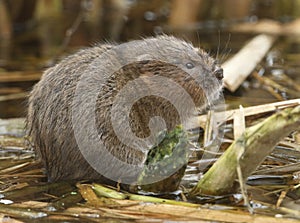 An endangered Water Vole, Arvicola amphibius, feeding on water plants in a river.