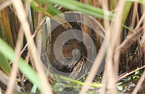 An endangered Water Vole, Arvicola amphibius, hidden in the reeds at the edge of a pond feeding on water plants.