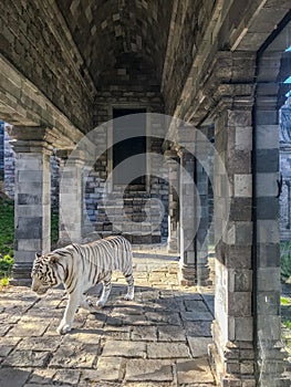 Endangered white Bengal tiger walking in the Asian temple at the wildlife park Pairi daiza in Brugelette, Belgium