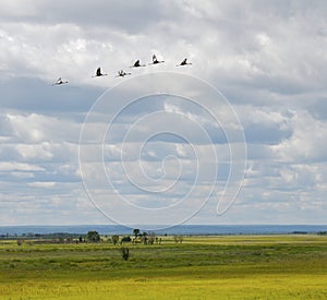 Endangered White-naped Cranes