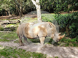 Endangered White Rhino on display at an open air zoo