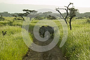 Endangered White Rhino in the middle of the road of Lewa Wildlife Conservancy, North Kenya, Africa photo