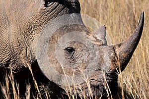 Endangered White Rhino photo