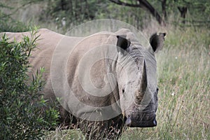 Endangered white rhino in South African bush veld.