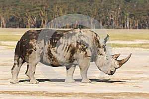 Endangered white rhino