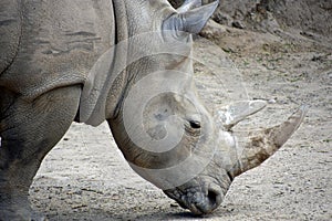 Endangered White Rhino on a warm summer day