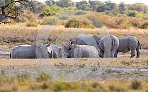 Endangered white rhinoceros Botswana, Africa