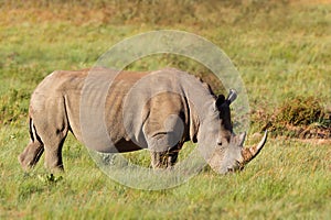 Endangered white rhinoceros in natural habitat, South Africa