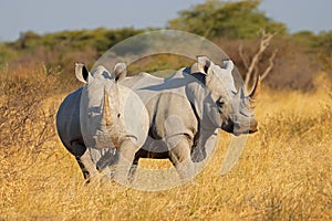 Endangered white rhinoceros pair in natural habitat, South Africa