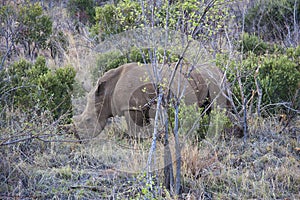 Endangered White Rhinocerous Rhino African Bush