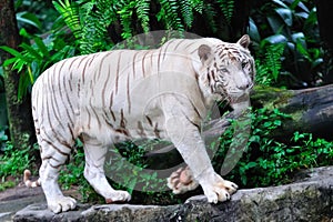 Endangered white tiger