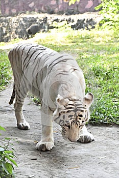 endangered white Tiger walking around