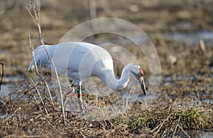 Endangered whooping crane