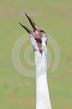 Endangered Whooping Crane Bird Call