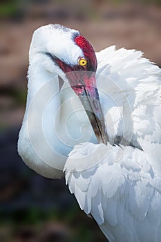 Endangered Whooping Crane Bird Portrait