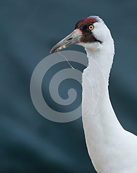 Endangered Whooping Crane, Grus americana