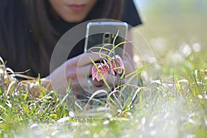 Endangered wild Chess Flower on a Meadow