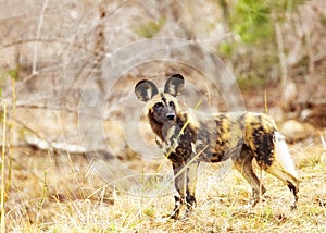 Endangered Wild Dog in South Africa