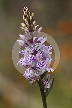 Endangered wild orchid
