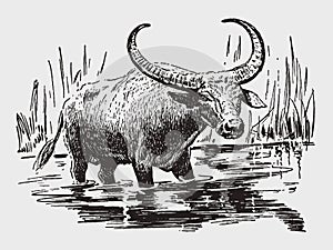 Endangered wild water buffalo bubalus arnee standing in a waterhole among tall grasses
