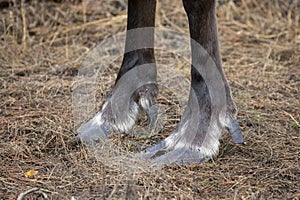 Endangered woodland caribou hooves on grass