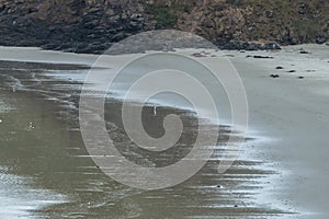 Endangered Yellow eyed penguins Megadyptes antipodes or hoiho returning to their nests. Dunedin, New Zealand