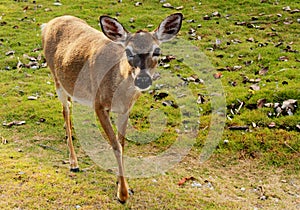 Endangered Young Key Deer Doe