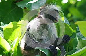  endangered young red colobus monkey Piliocolobus, Procolobus kirkii eating a leaf in the trees
