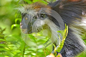 An endangered Zanzibar red Colobus in the Jozani forest