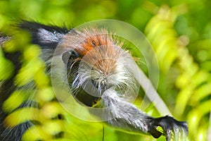 An endangered Zanzibar red Colobus in the Jozani forest