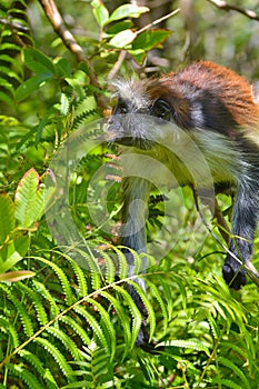 An endangered Zanzibar red Colobus in the Jozani forest