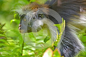 An endangered Zanzibar red Colobus in the Jozani forest