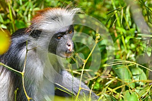 An endangered Zanzibar red Colobus in the Jozani forest