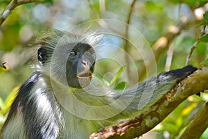 An endangered Zanzibar red Colobus in the Jozani forest