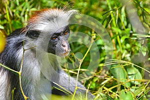 An endangered Zanzibar red Colobus in the Jozani forest