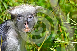 An endangered Zanzibar red Colobus in the Jozani forest