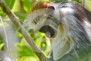 An endangered Zanzibar red Colobus in the Jozani forest