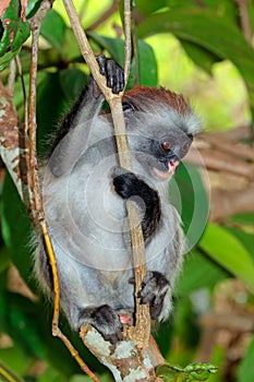 Endangered Zanzibar red colobus monkey